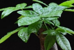 發(fā)財(cái)樹可以放在臥室里嗎？發(fā)財(cái)樹怎么打理？